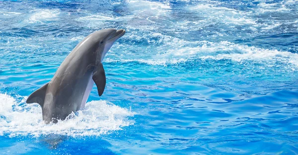 Dolphin jumping in clear blue sea. Place for text. — Stock Photo, Image