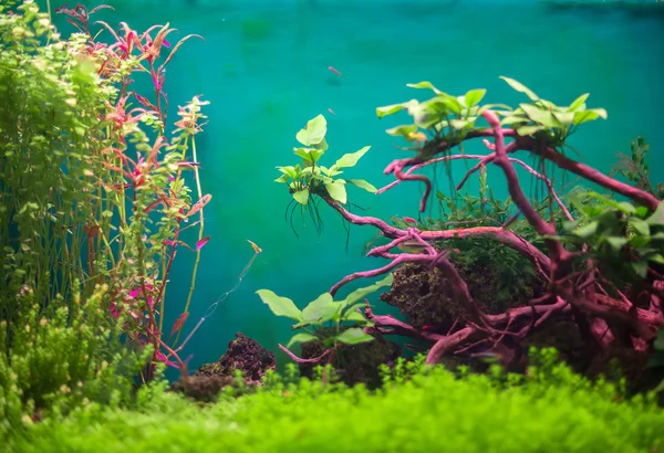 Aquário verde de água doce com plantas e peixes . — Fotografia de Stock