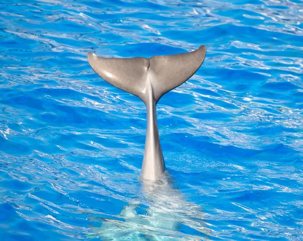 Delphin schwenkt Schwanz im klaren blauen Meer. — Stockfoto