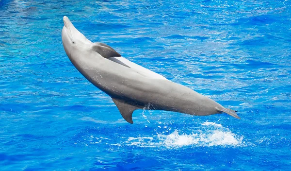 Delfín divirtiéndose en el mar azul claro . — Foto de Stock