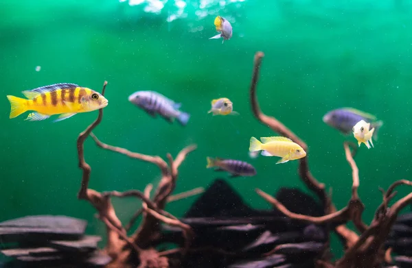 Édesvízi akváriumi növények és halak. — Stock Fotó