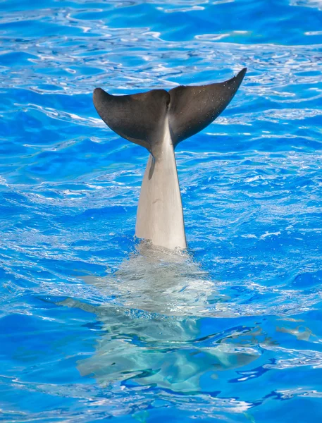 Дельфин показывает хвост в чистом голубом море . — стоковое фото
