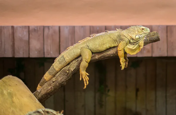 Portrait of orange iguana on the tree. — Stock Photo, Image