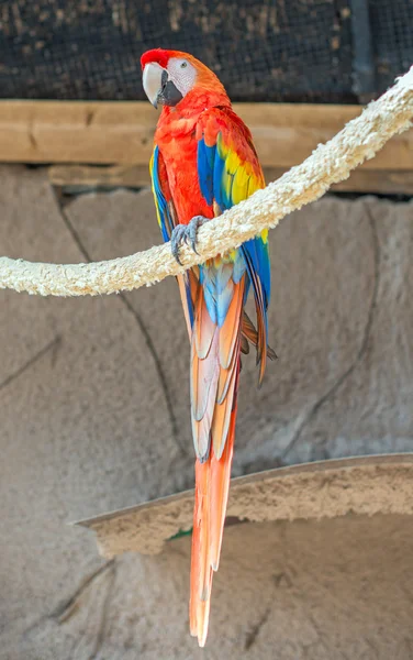 Parrot sitting on branch in national park. — Stock Photo, Image