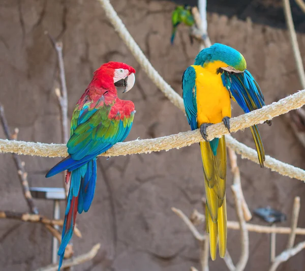 Two parrots sitting on branch in national park. — Stock Photo, Image