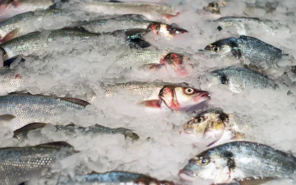 냉동된 생선 시장에. — 스톡 사진