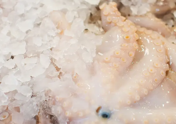 Frozen raw octopus in fish market. — Stock Photo, Image