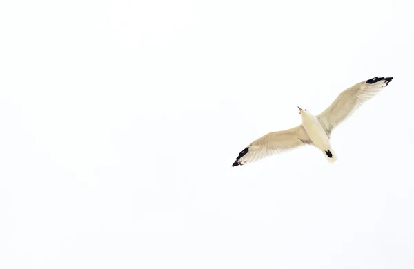 Gaivota voando no céu. Lugar para o seu texto . — Fotografia de Stock