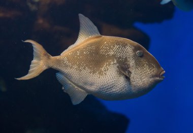 Tropikal balık denizin derinliklerinde.