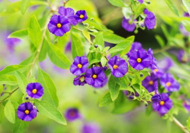 Parkta güzel mor mor çiçekler.