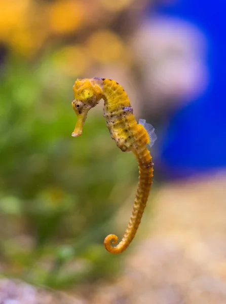 Sea horse in the depths of the sea. — Stock Photo, Image