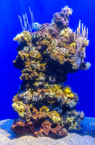 Freshwater blue aquarium with corals. — Stock Photo, Image