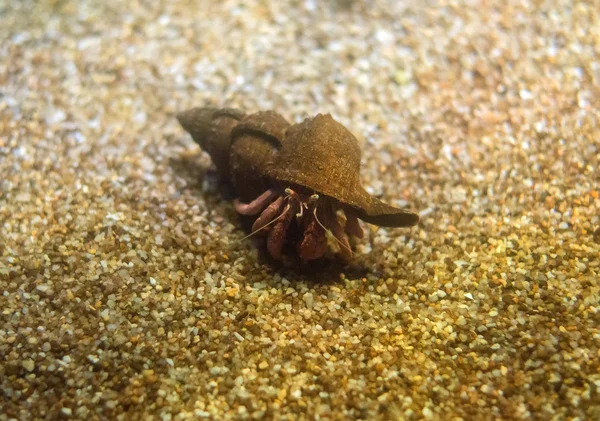 Caranguejo nas profundezas do mar . — Fotografia de Stock