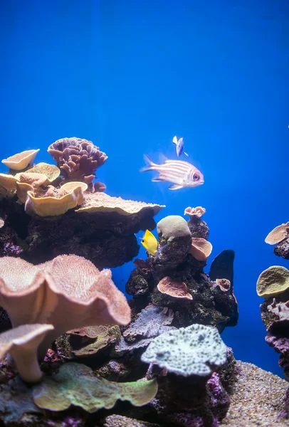 Korály a ryby v hlubinách moře. — Stock fotografie