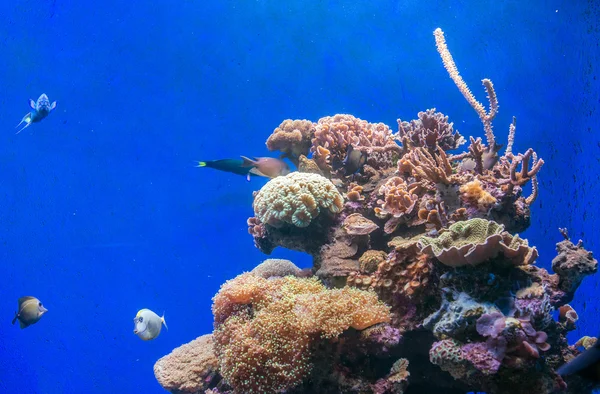 Corais e peixes nas profundezas do mar . — Fotografia de Stock
