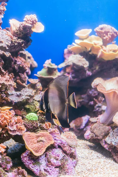 Korály a ryby v hlubinách moře. — Stock fotografie