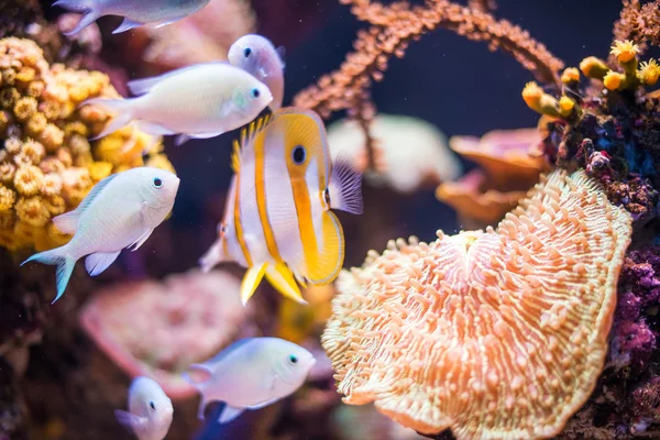 Corais e peixes nas profundezas do mar . — Fotografia de Stock