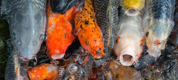 Massor av färgglada hungriga koi fiskar. — Stockfoto