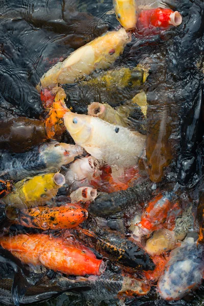 Много разноцветных голодных рыб кои . — стоковое фото