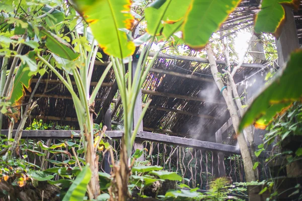 Portrait of house in tropical rain forest. — Stock Photo, Image