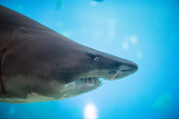 Büyük beyaz köpekbalığı denizin derinliklerinde. — Stok fotoğraf