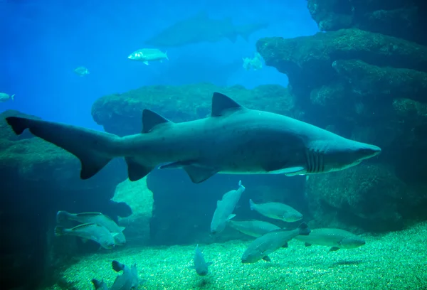 Great white shark in the depths of the sea. — Stock Photo, Image