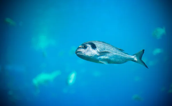 Tropical fish in the depths of the sea. — Stock Photo, Image