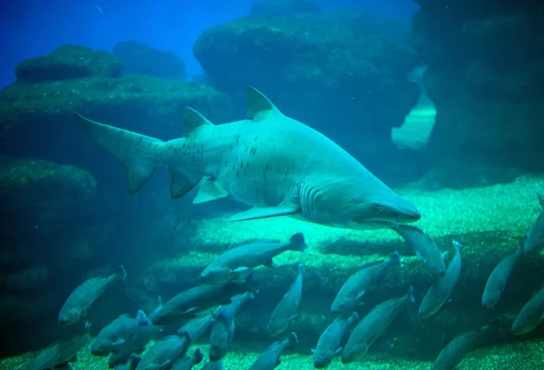 Weißer Hai in den Tiefen des Meeres. — Stockfoto