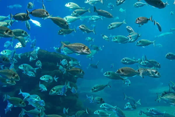 Gott om fisk i djupet av havet. — Stockfoto