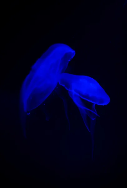 Primo piano delle meduse blu in acquario . — Foto Stock