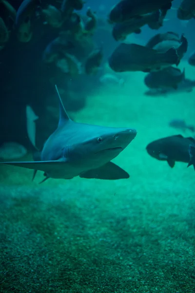 Hai in den Tiefen des Meeres. — Stockfoto