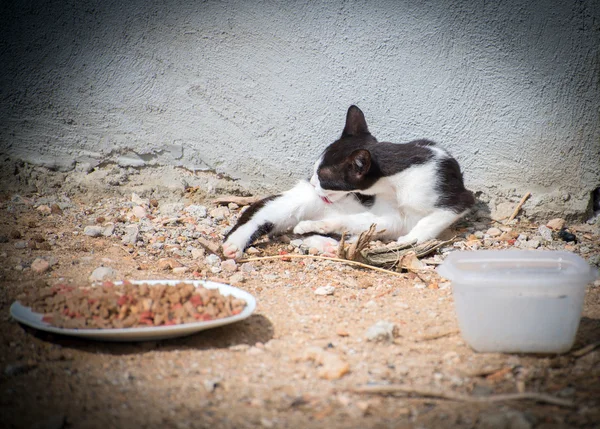 Porträt einer schmutzigen, verwilderten Katze im Freien. — Stockfoto