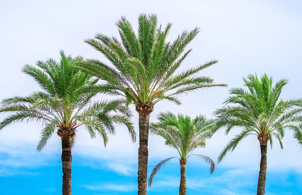 Green palms på blå himmel bakgrund. — Stockfoto
