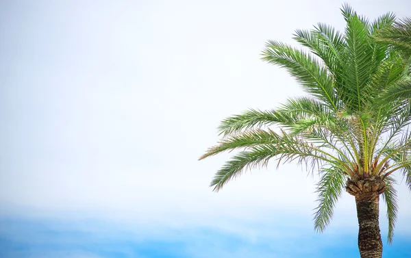 Green palm. Plats för din text. — Stockfoto