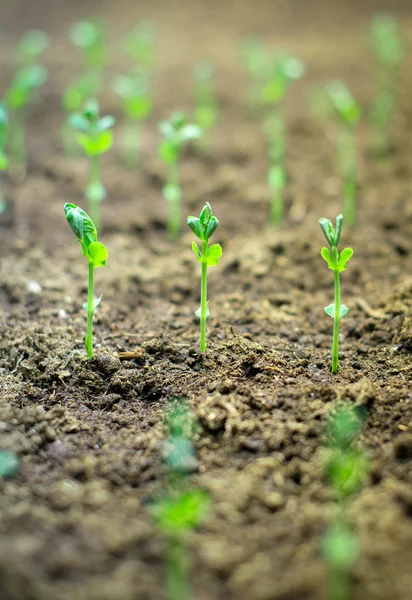 Close-up of young green sprouts growing out of soil. — Stock Photo, Image