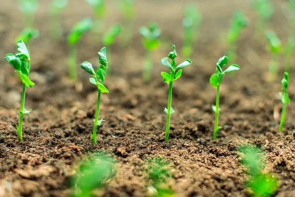 Primo piano dei giovani germogli verdi che crescono dal suolo . — Foto Stock