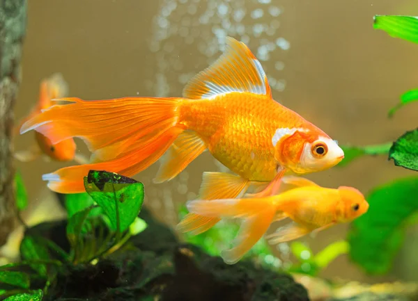 Pocos peces dorados nadan en un acuario . — Foto de Stock