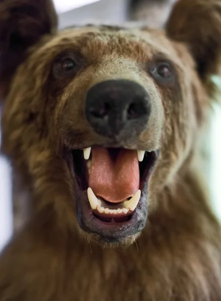 Faccia fittizia di orso bruno in museo . — Foto Stock