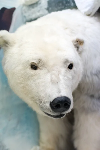 Dummy face of polar bear in museum. Royalty Free Stock Images