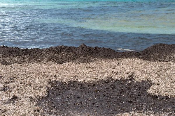 墨角藻枝条。与旧的藻类的海滩. — 图库照片