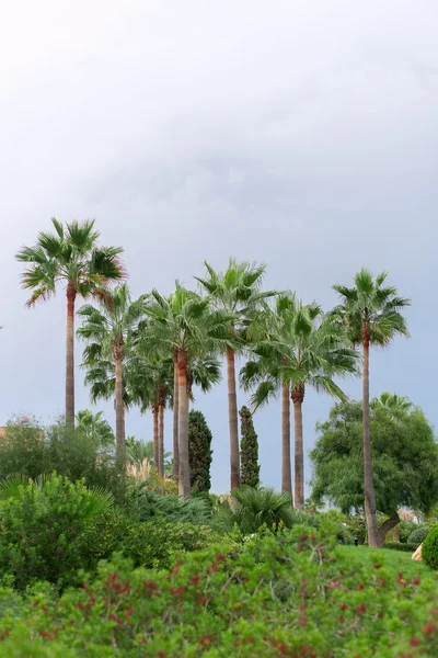 Parktaki palmiye ağaçları. — Ücretsiz Stok Fotoğraf