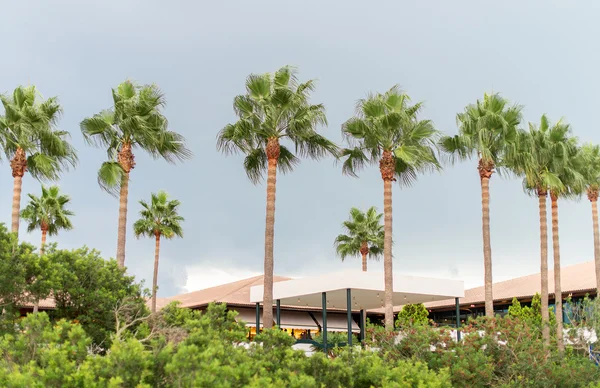 Palmbomen en hotel in het park. — Stockfoto