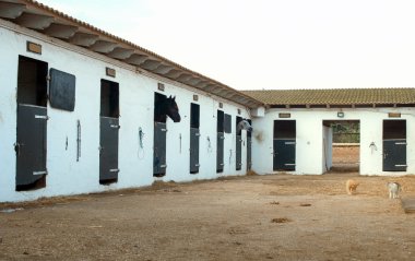 Atları ile modern ahır görünümünü.