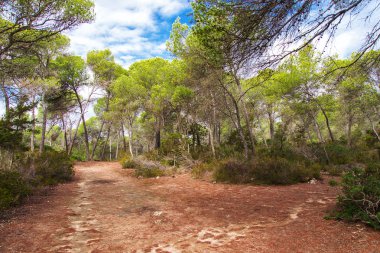 Güzel vahşi tropikal orman. Milli Parkı.