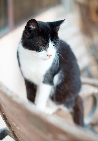 Gatinho de rua bonito ao ar livre . — Fotografia de Stock