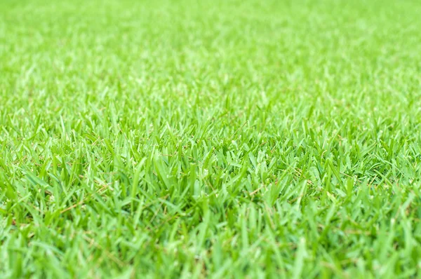 Green grass background. Place for your text. — Stock Photo, Image