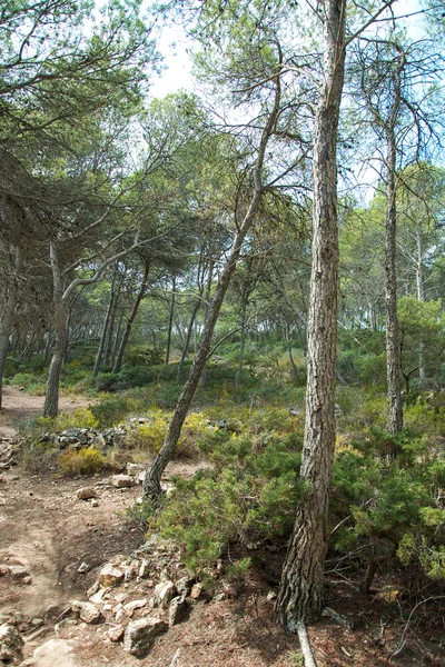 Bela floresta tropical selvagem. Parque nacional . — Fotografia de Stock