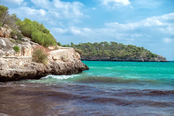 Image of beautiful beach with algae. — Stock Photo, Image