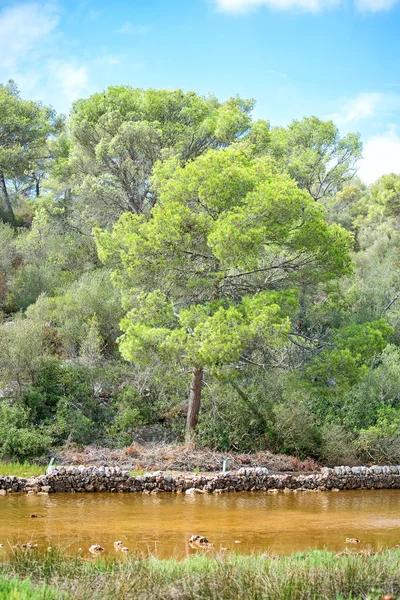 Vista da paisagem tropical com lagoa . — Fotografia de Stock