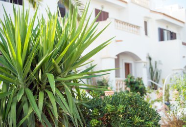 Tropikal apartman ağaçlar ile portresi.